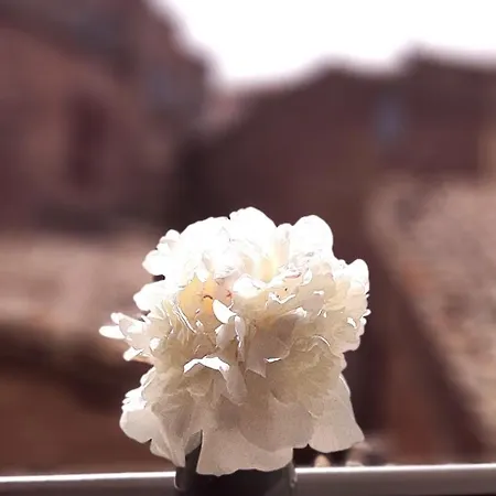 Apartment Rooftop View