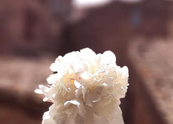 Apartment Rooftop View